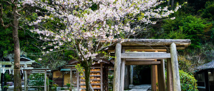 銭洗弁財天の鳥居と桜